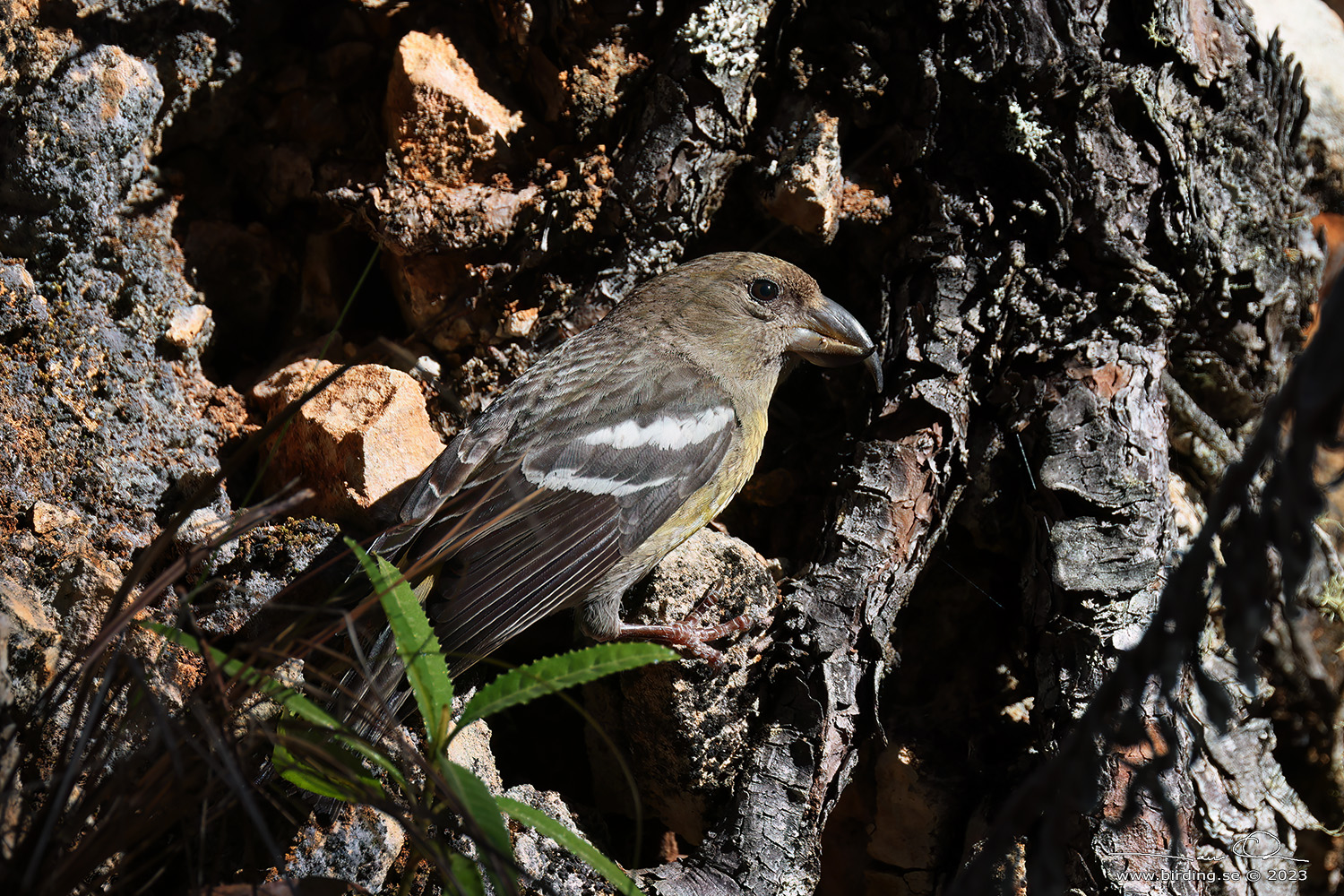 HISPANIOLAN CROSSBILL (Loxia megaplaga) - Stng / Close